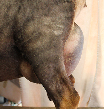 Old Mountain Farm Shy Elk